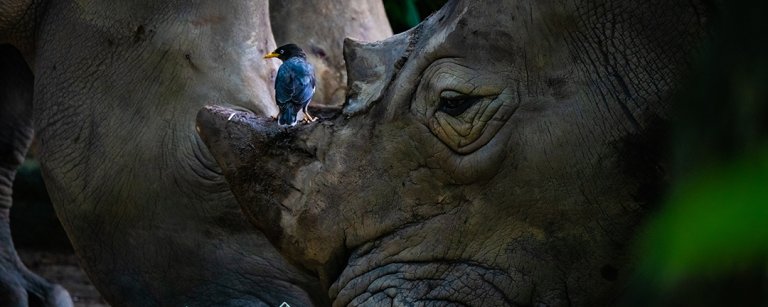 Rhino_1080x432px.jpg