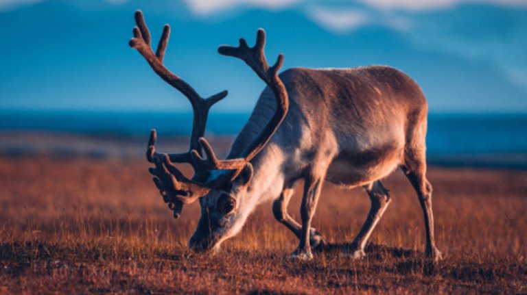 Summer-at-Svalbard