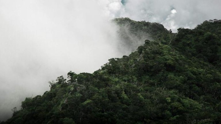 Rain forest with fog